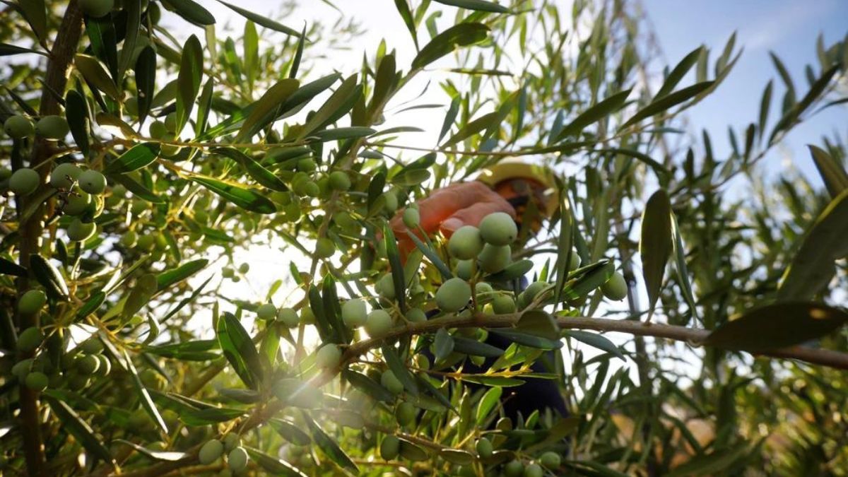 Cataluña, al borde de la 'extinción' del aceite de oliva