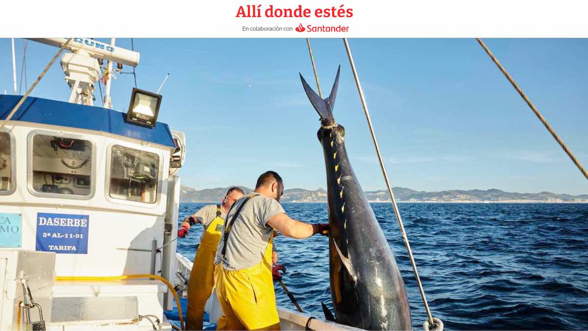 La pesca del atún ‘a la japonesa’ que tiene acento gaditano.