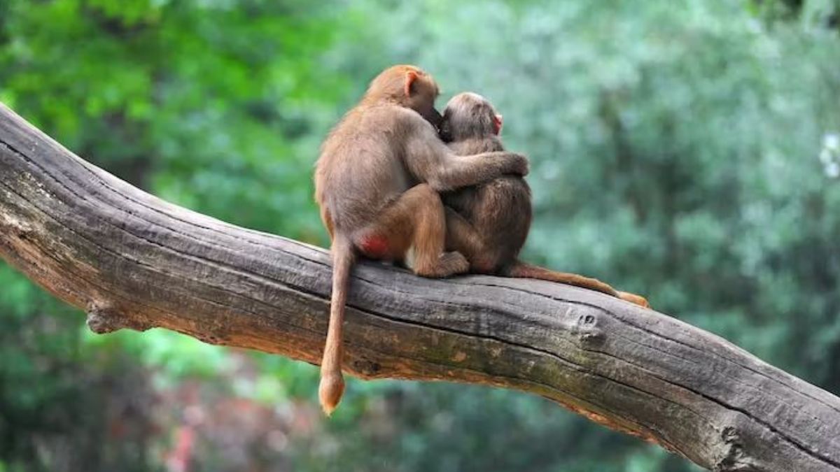 ¿Por qué el comportamiento homosexual es tan común en mamíferos?