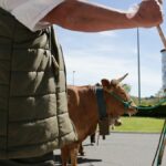 Vacas durante una manifestación de ganaderos de carne y leche por los "altos precios y costes bajos”, en Lugo