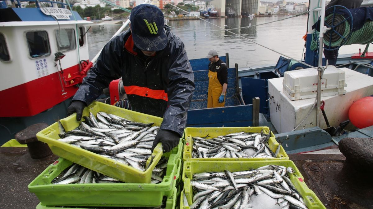 La Unión Europea incrementa el control a los pescadores del Mediterráneo: manejan prohibir la pesca de arrastre