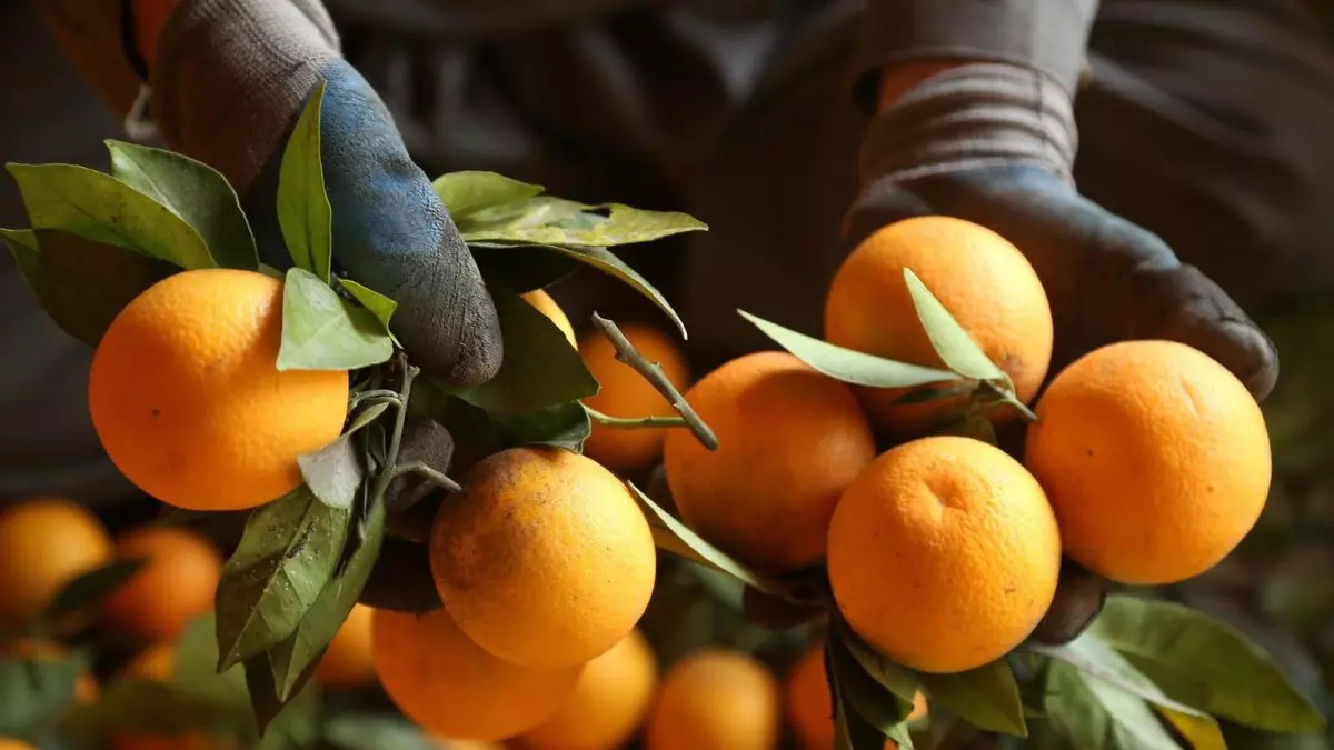 Mercadona compra más de 140.000 toneladas de naranjas cultivadas en España.