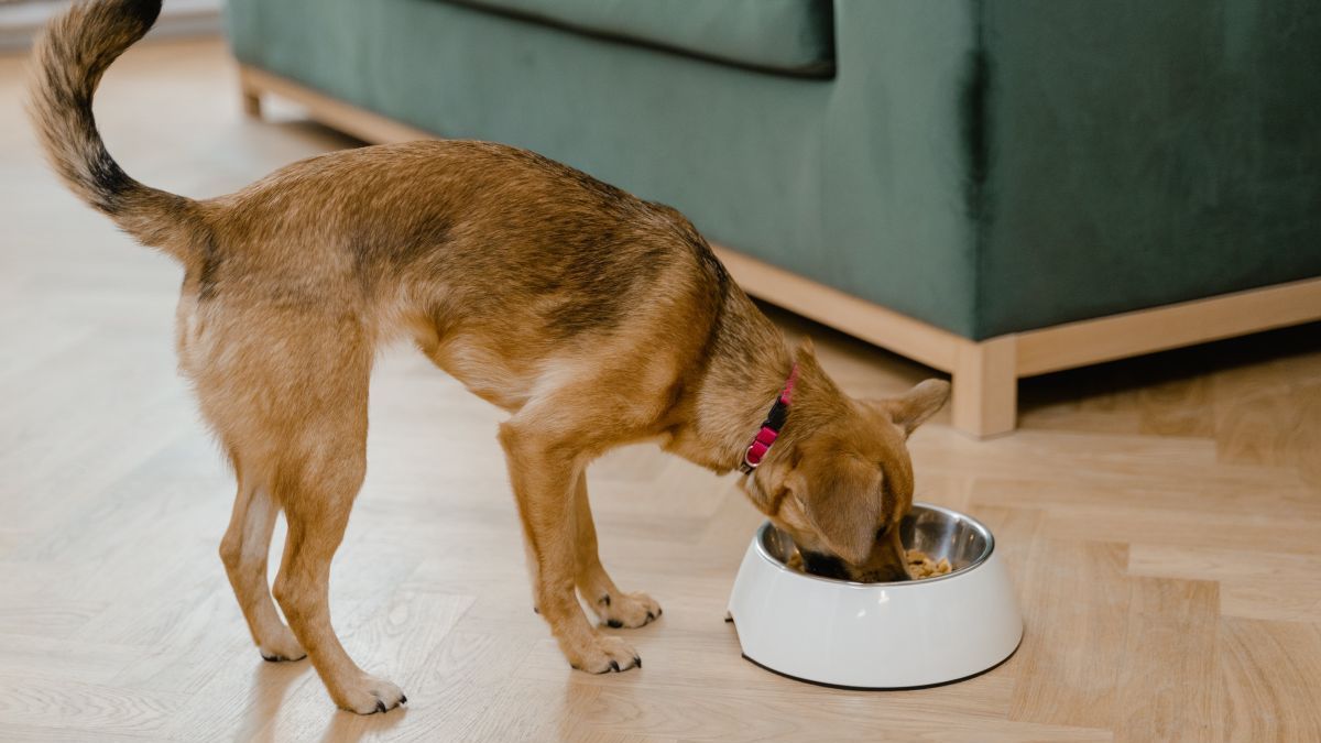 Los perros alimentados con probióticos y prebióticos mejoran su salud intestinal, según estudios sobre microbiota animal.