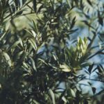 Preocupación por el aceite de oliva: esta es la imagen que difunde la NASA del territorio andaluz