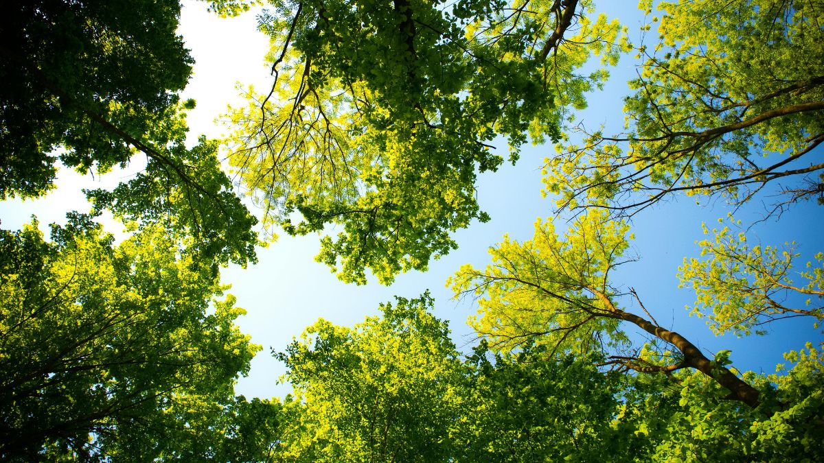 La amenaza del cambio climático: en peligro la fotosíntesis de algunos árboles