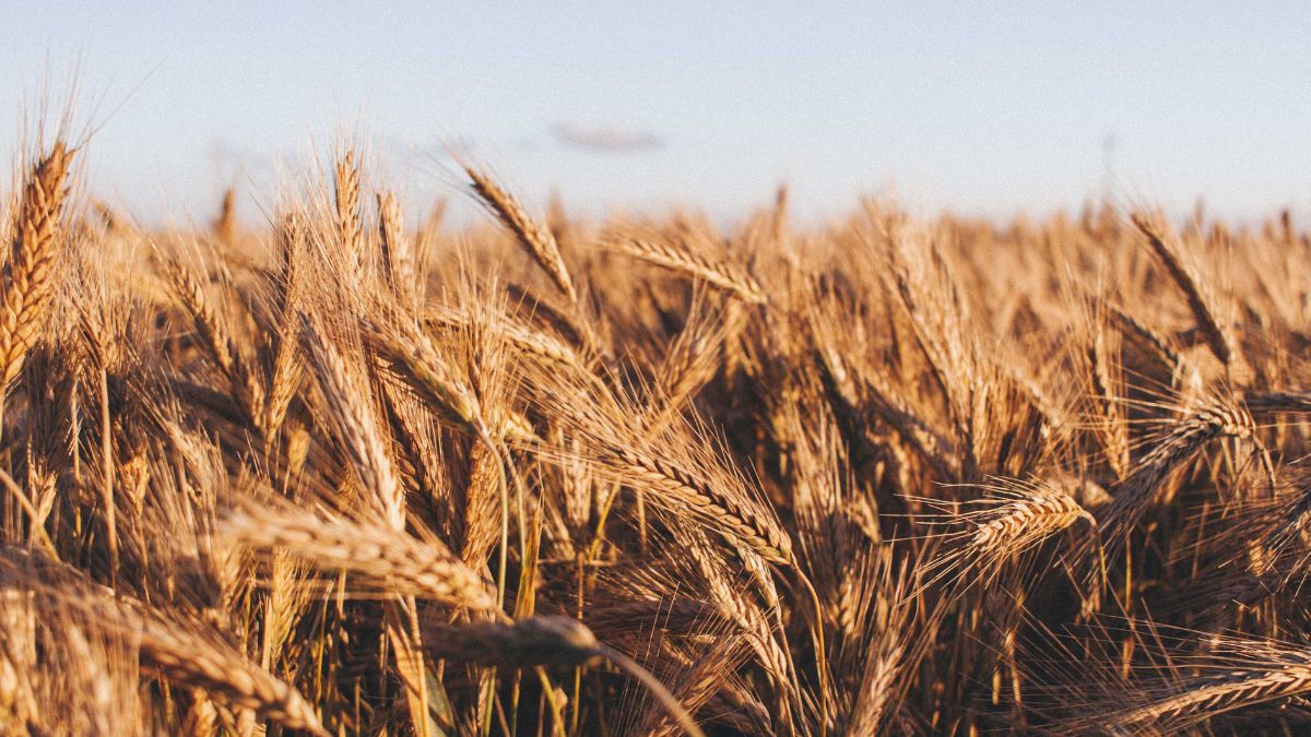 La Unión Europea pone el foco en los cereales: el llamativo contraste entre España y el resto de países miembros