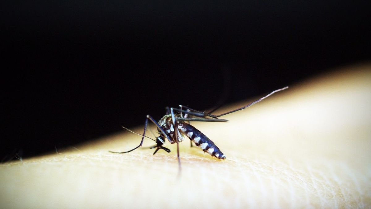 Alerta por dengue en Cataluña: detectados dos nuevos casos autóctonos en Malgrat de Mar