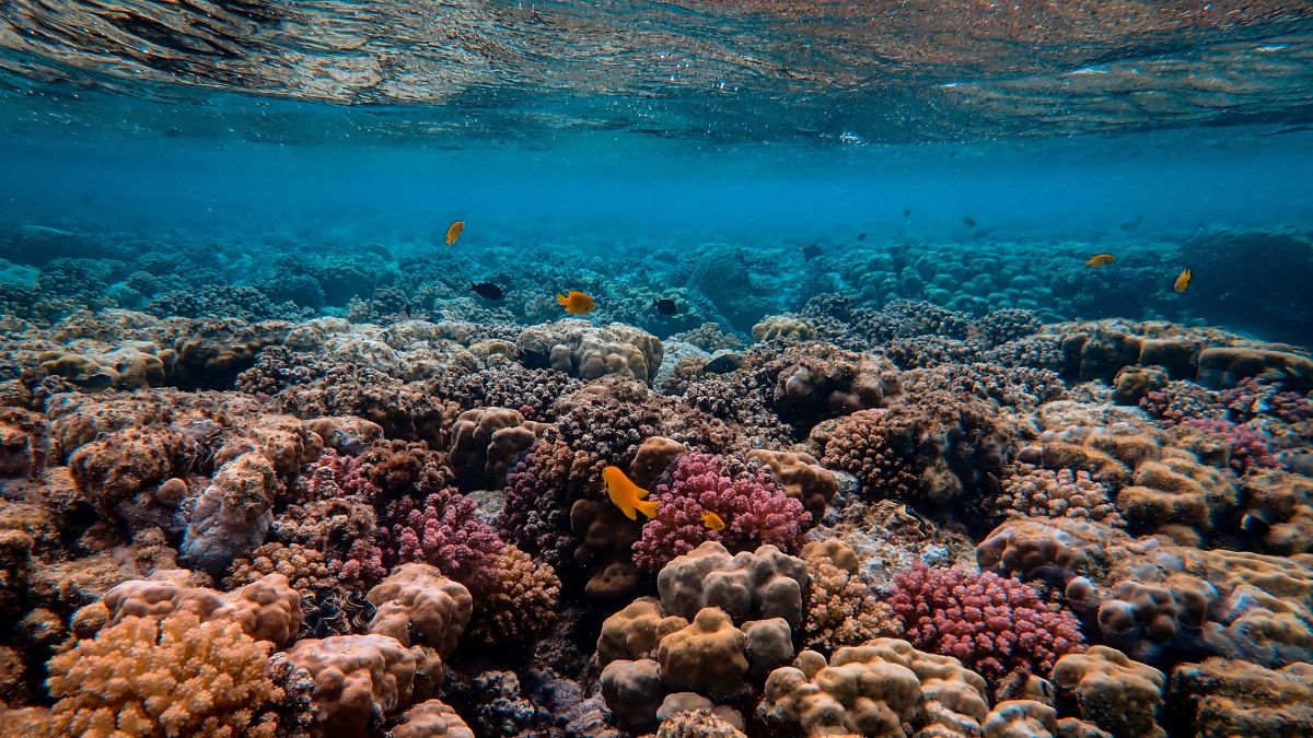 La similitud entre la falta de oxígeno en los océanos y la extinción de ecosistemas marinos