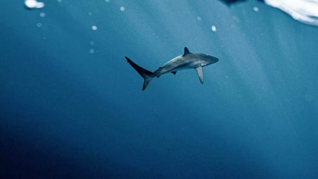 Tiburones en España: estas son los playas donde es más común encontrarlos