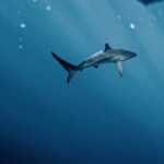 Muere un mujer atacada por un tiburón después de salvar a su hija