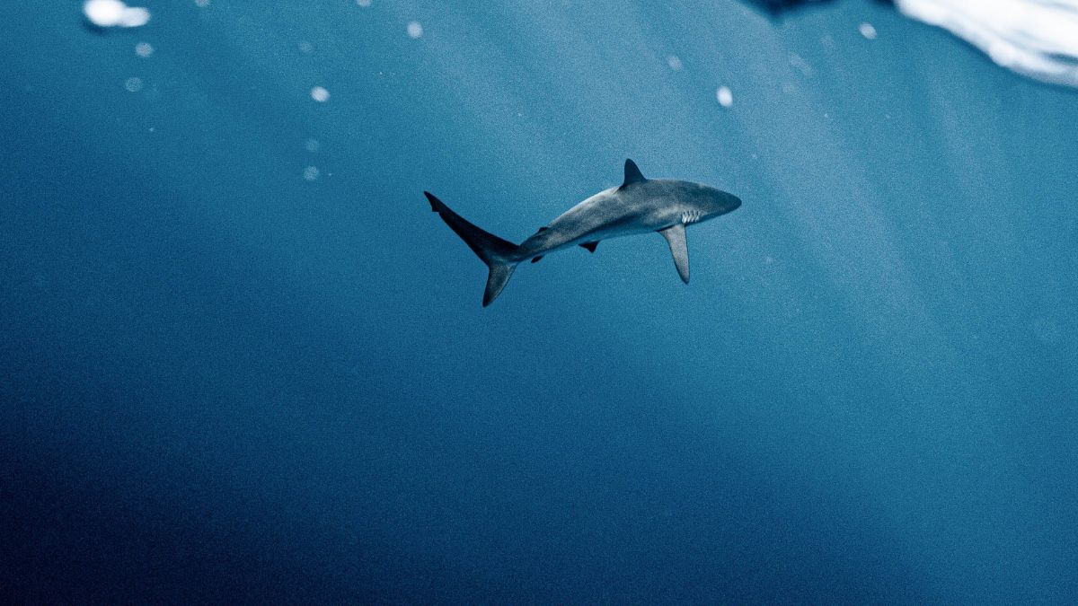 Muere un mujer atacada por un tiburón después de salvar a su hija