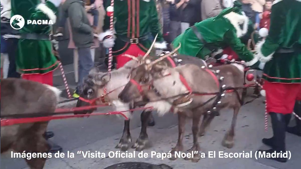 PACMA denuncia un acto navideño en El Escorial por "maltratar" a sus renos "física y psicológicamente"