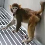El mono clonado, con 17 meses de edad
