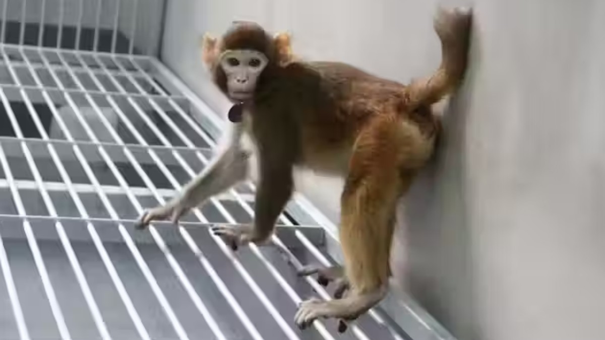 El mono clonado, con 17 meses de edad
