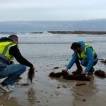 Técnicos rastreando la playa de Pechón para comprobar la presencia de pellets