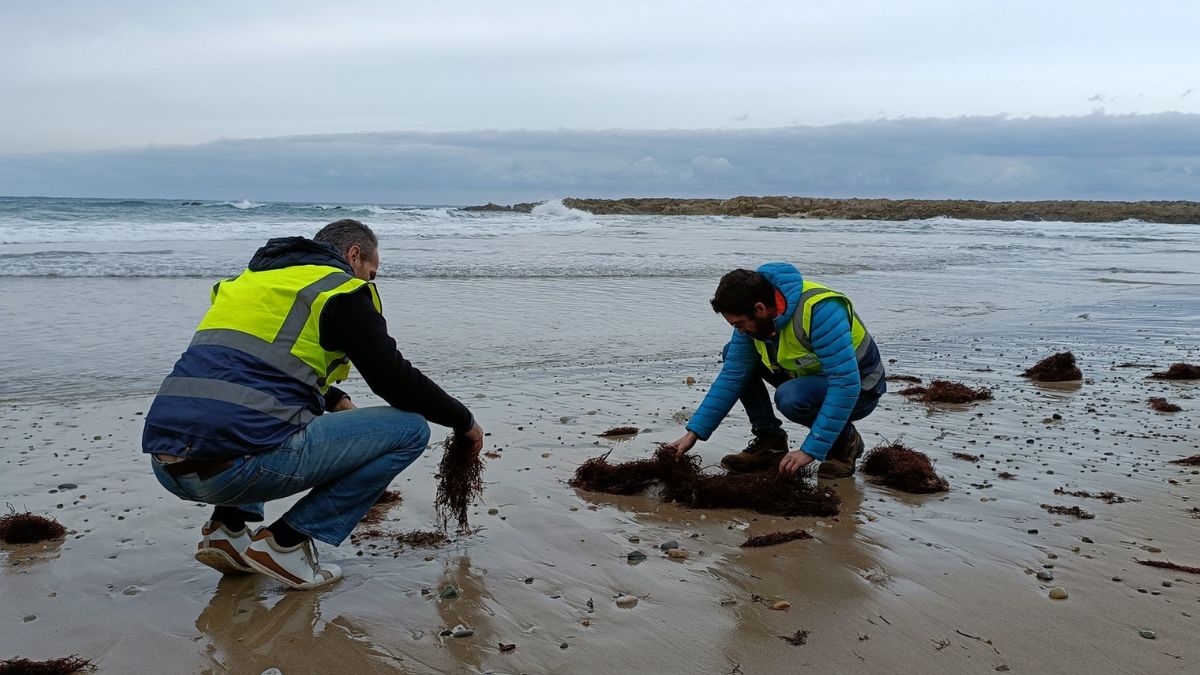 Técnicos rastreando la playa de Pechón para comprobar la presencia de pellets