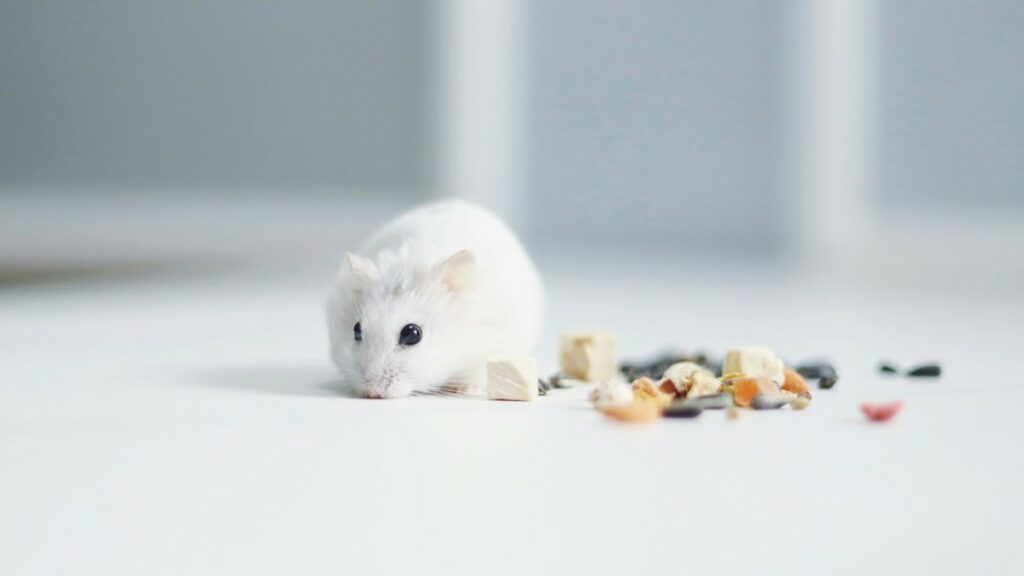 Um rato, um animal que fez parte do experimento de memória