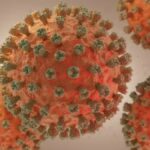 ¿Cuáles son las diferencias entre la gripe A y la gripe aviar?