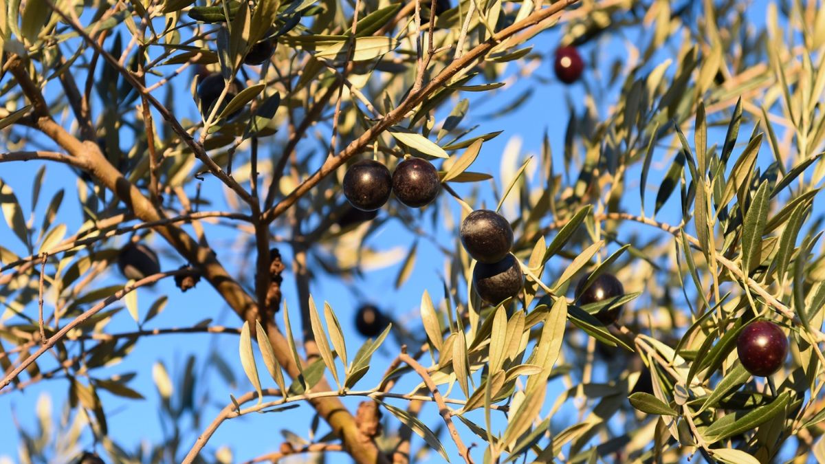 Detalle de un olivo con aceituna negras española, en Holguera (Cáceres)