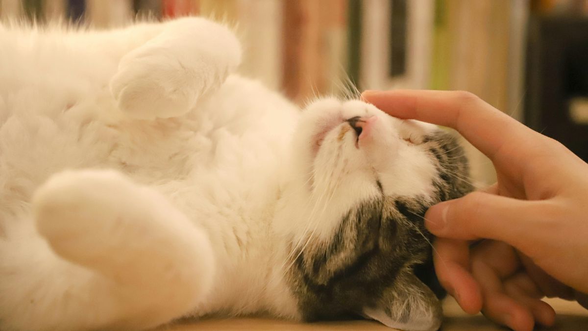 Día Internacional del Gato: la "fiebre" que inunda las redes sociales con vídeos adorables e irresistibles