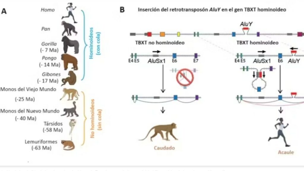Evolución de la pérdida de la cola en hominoideos. A: Fenotipos caudados en el árbol filogenético de los primates. Ma = millones de años. B, esquema del mecanismo propuesto de evolución de la pérdida de la cola