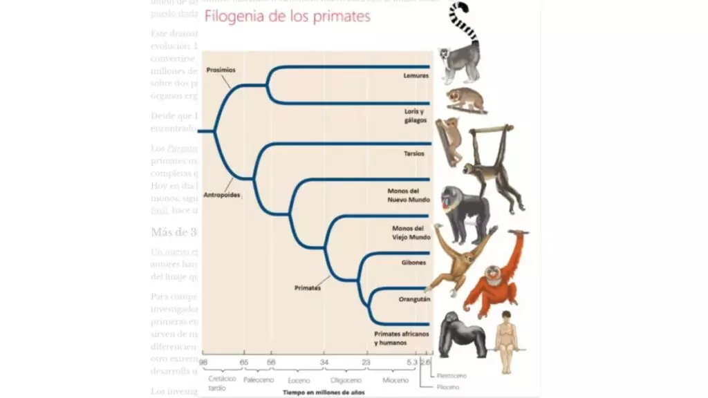 Os primatas evoluíram de uma linhagem de eutérios relativamente pequenos, arbóreos e insetívoros.  Agarrar os membros com dedos oponíveis é uma das principais adaptações à vida arbórea que distingue os primatas de outros mamíferos.  Os primatas sofreram extensa radiação evolutiva ao longo do Terciário