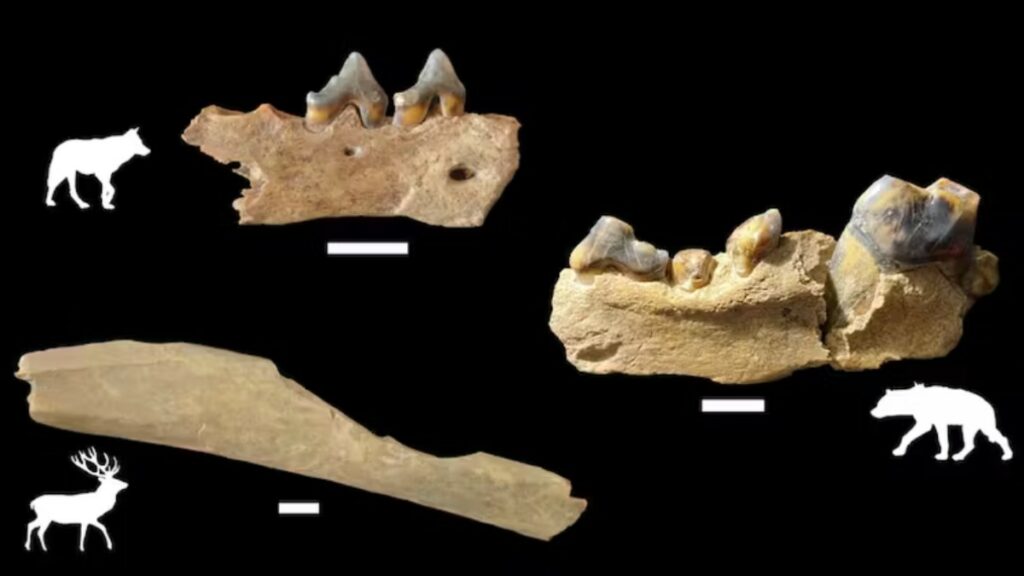 Las modificaciones en los huesos de animales muestran que fueron consumidos por visitantes humanos en Ranis hace más de 45 000 años. Arriba: mandíbula de lobo con marca de corte. Abajo: fractura medular en hueso de cérvido. Derecha: mandíbula no modificada de hiena de las cavernas