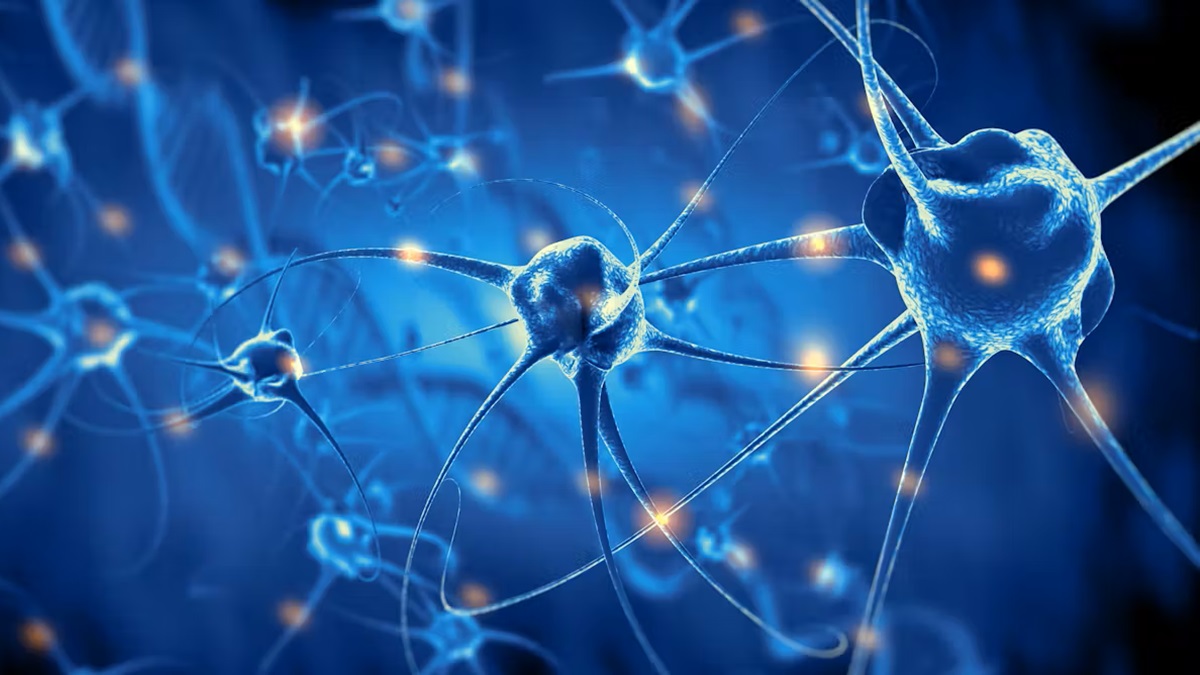 No podemos aumentar el número de neuronas de nuestro cerebro, pero sí ayudar a que estén mejor conectadas
