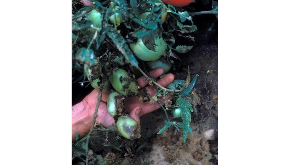 Planta de tomate atacada por Rhizoctonia solani