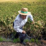 La UE notifica más alertas sanitarias en la agricultura española que en Marruecos: un 583% en 2024