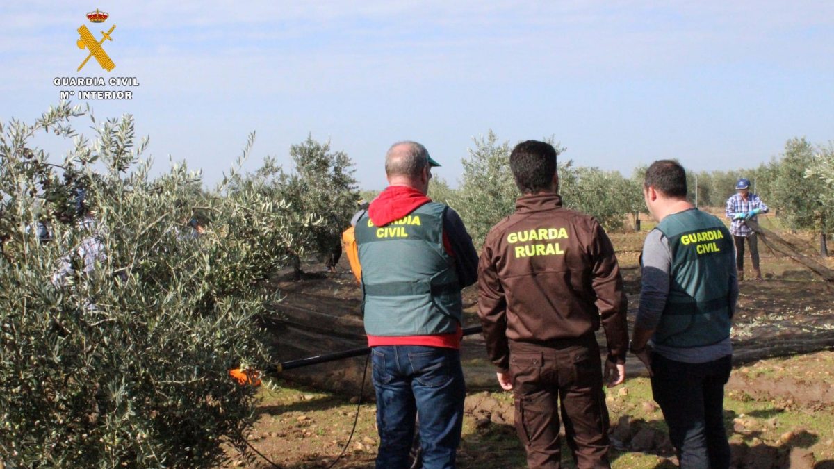 Detenidas seis personas en Madrid por robar 15.830 kilos de aceitunas