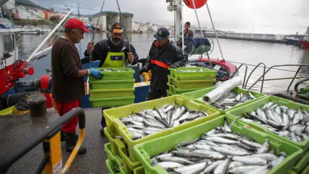 Cajas de pescado en un puerto gallego