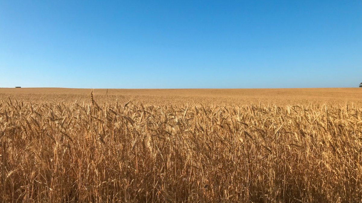 Un campo de trigo fincas rústicas