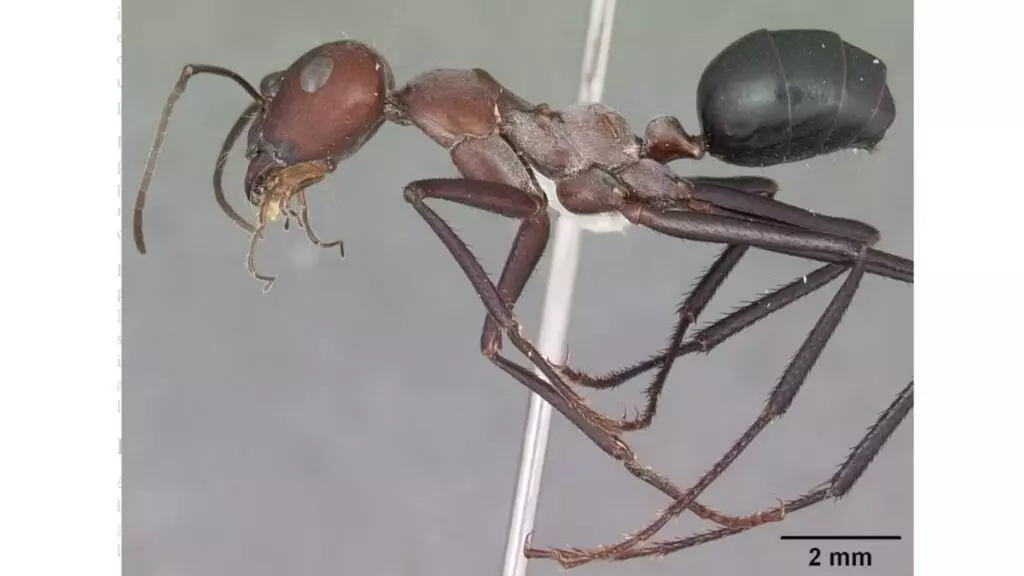 'Cataglyphis nodus', a formiga do deserto usada em estudos de orientação