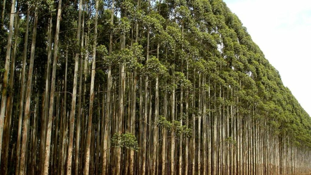 La macroplanta de fibras textiles de Altri ‘engullirá’ casi el 20% de los eucaliptos que se cortan al año en Galicia