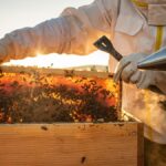 Más allá de los tomates: el 46% de la miel importada de terceros países ha sido adulterada