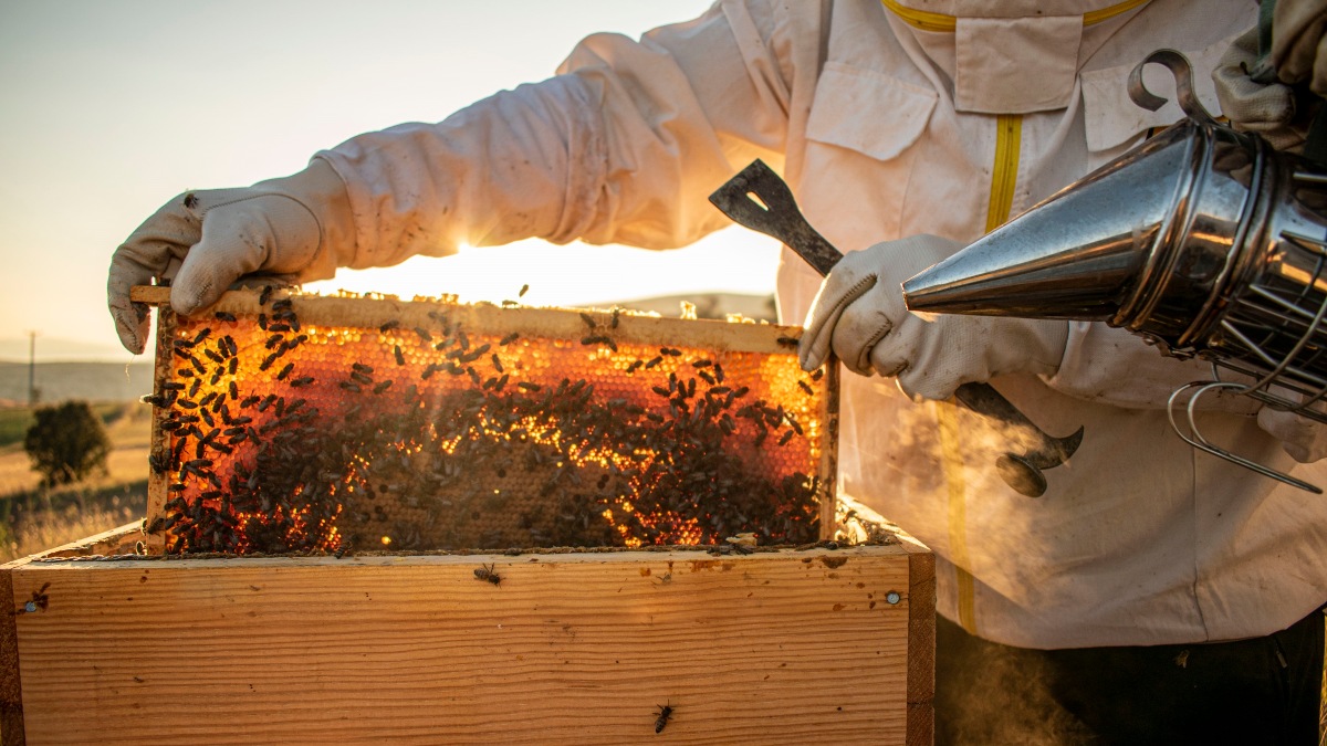 Más allá de los tomates: el 46% de la miel importada de terceros países ha sido adulterada