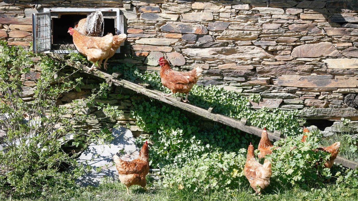 Varias gallinas en un corral