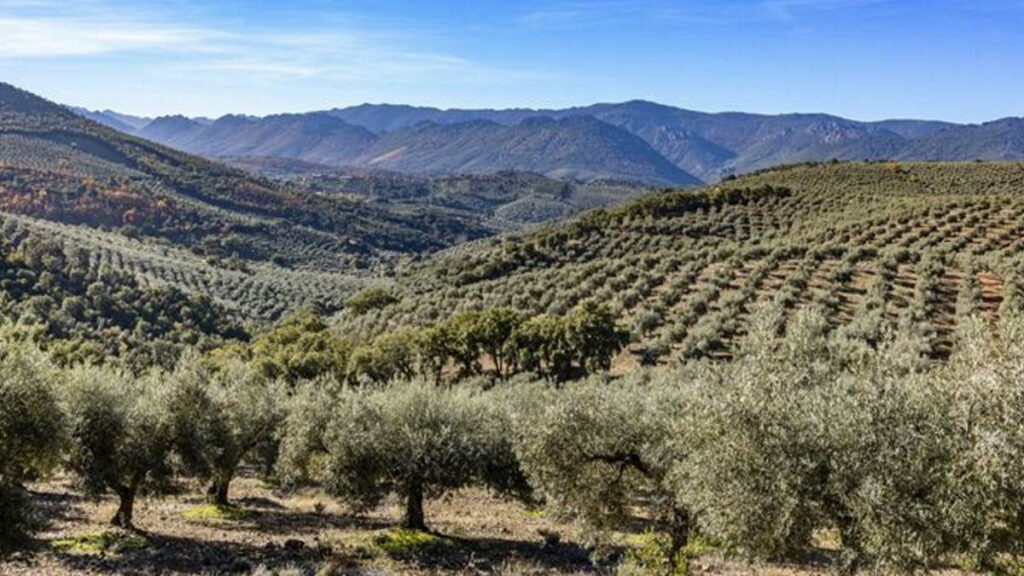 El paisaje del olivar impulsa la actividad de alojamiento en centenares de pueblos en toda España