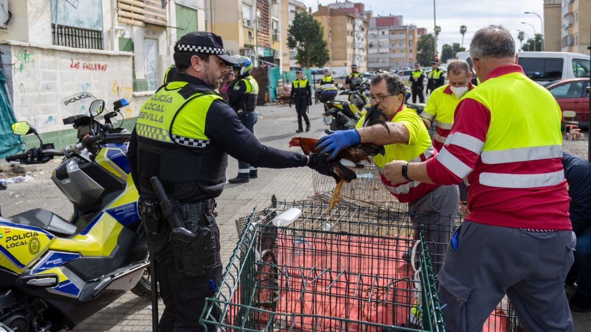 La Policía Local de Sevilla incauta una explotación de 30 gallos de pelea en el Polígono Sur de Sevilla