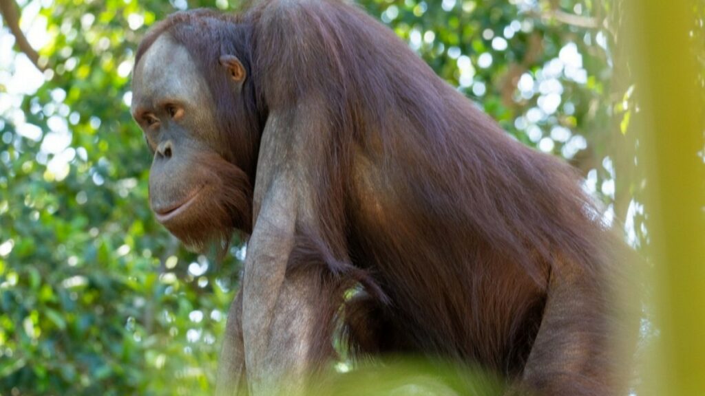Un orangután, el primer animal al que ven curarse una herida con una planta medicinal