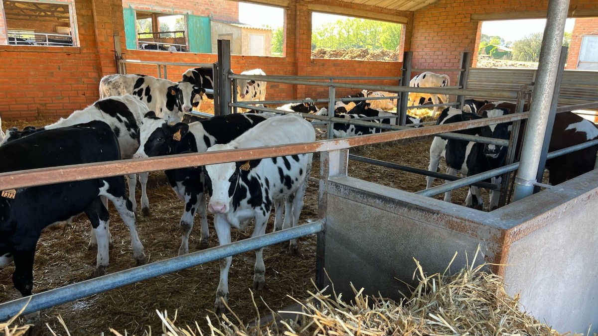 Los fondos de inversión 'matan' al campo: se han cerrado 6.200 ganaderías desde 2020