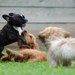Perros jugando sobre el césped