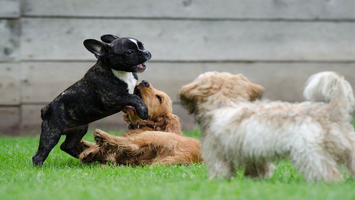 Perros jugando sobre el césped