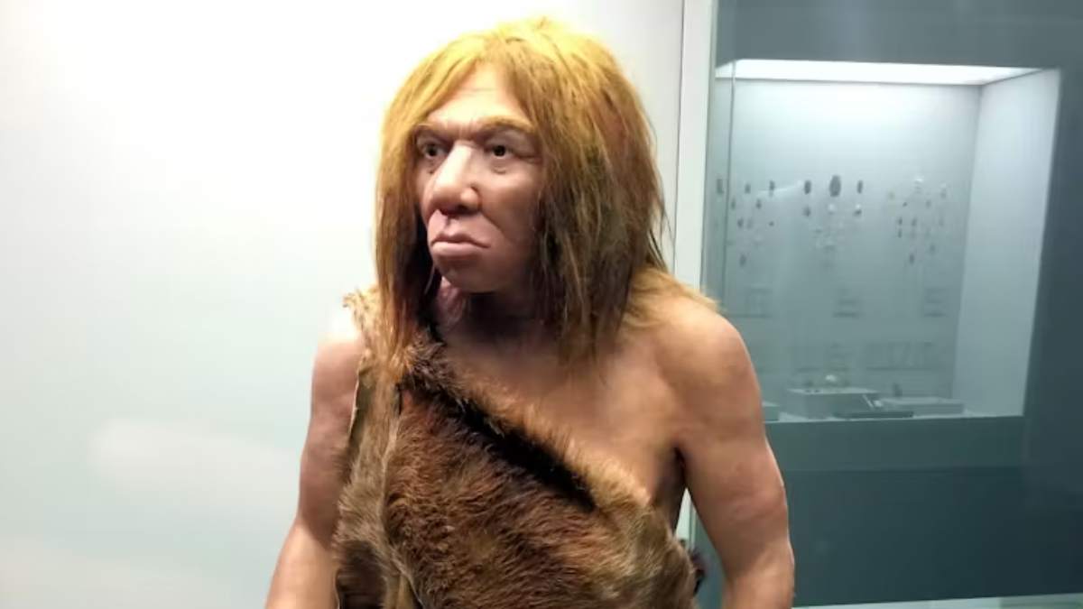 Reconstrucción del aspecto físico de un hombre de Neandertal