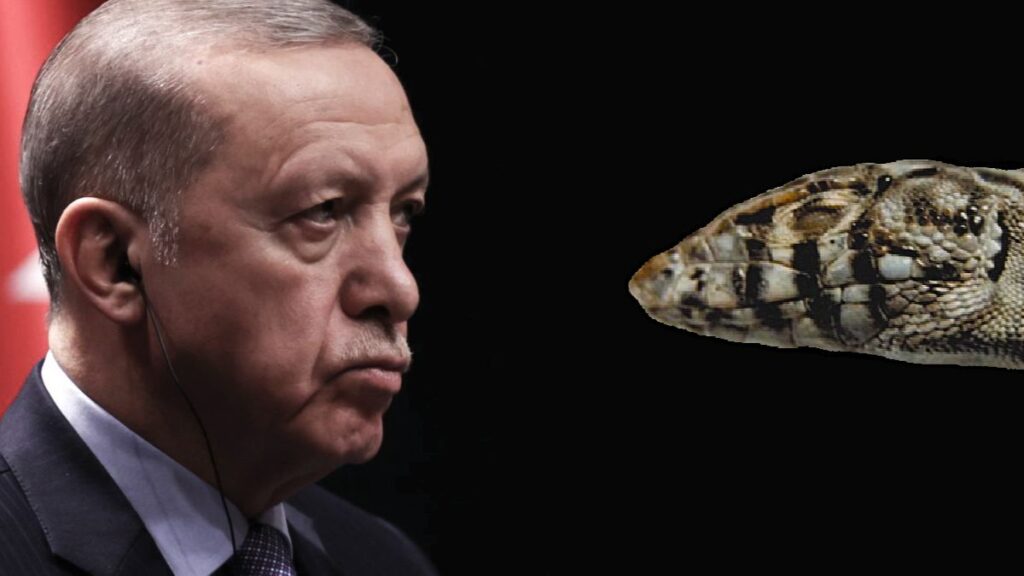 Erdogan y la difícil vida del lagarto de Harran