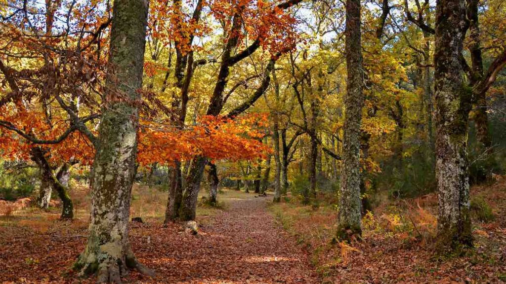 El otoño es la época en la que el Hayedo de Montejo recibe más visitantes.