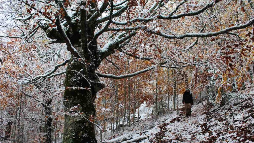 El invierno ofrece una visión muy especial de los árboles de este bosque.