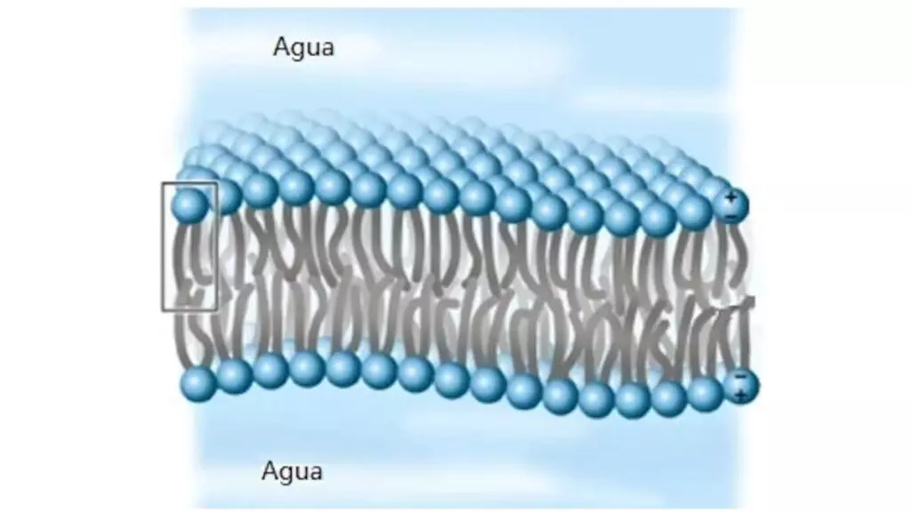 Estructura en doble capa característica de una membrana celular actual, en donde el recuadro izquierdo indica la posición de cada fosfatidilcolina mostrada en la figura anterior