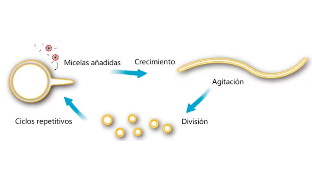 Una vía simple y eficiente para el crecimiento y la división de un simple modelo de membrana protocelular. El crecimiento de grandes vesículas multilaminares de ácidos grasos alimentadas con micelas de ácidos grasos. Figura adaptada de Zhu y Szostak (2009)